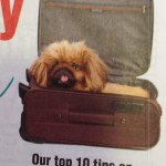 dog in suitcase