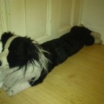 dog draught excluder